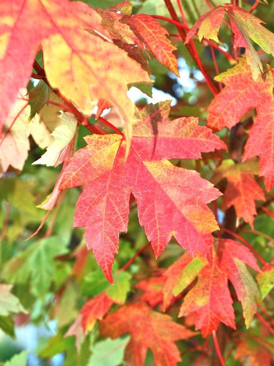 Autumn Leaves