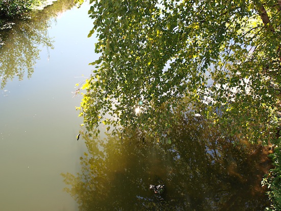 Tree and Lake