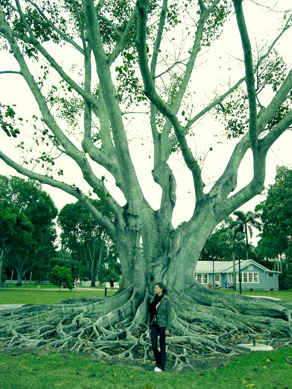 Edison Ford Tree